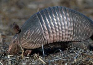 armadillo