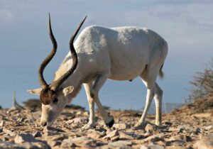 addax antelope