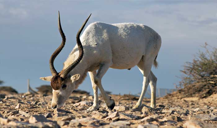 addax antelope