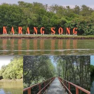 mangrove karangsong