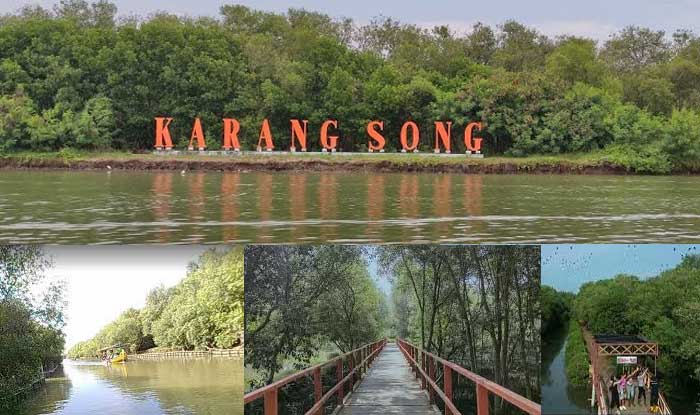 mangrove karangsong