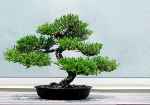 tanaman bonsai