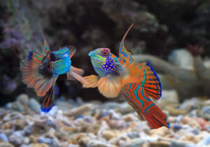 memelihara ikan hias air asin di akuarium