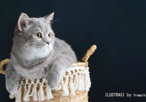 mencegah kucing perilaku nakal