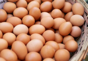 menyimpan telur