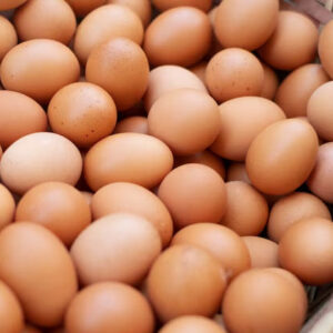 menyimpan telur