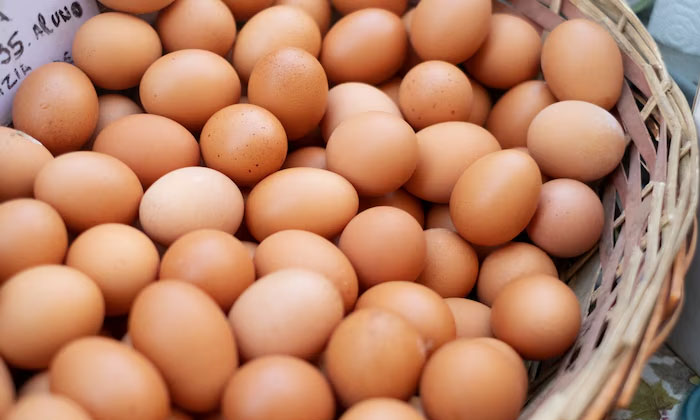 menyimpan telur