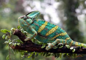 Evolusi Warna Pada Makhluk