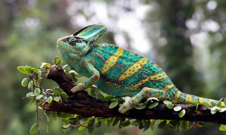 Evolusi Warna Pada Makhluk