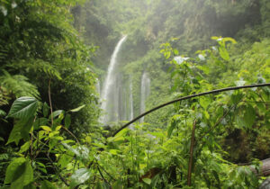 Hutan Hujan Tropis