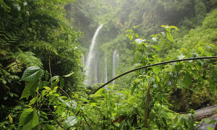 Hutan Hujan Tropis